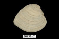 藏品(伊莎貝蛋糕簾蛤)的圖片